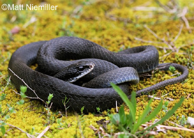 <p>A large, slender, solid black snake (36.0 to 60.0 inches in length) with smooth and shiny scales.</p><p>Throat and chin have some white, and eye color (iris) is brown or dark amber.</p><p>The belly is dark gray to dark blue in color. Males are slightly larger than females.</p><p>Young are lighter in color with dark gray, brown, or reddish-brown pattern on the back. </p><p>Northern and Southern Black Racers can only be distinguished by internal anatomical differences.</p>