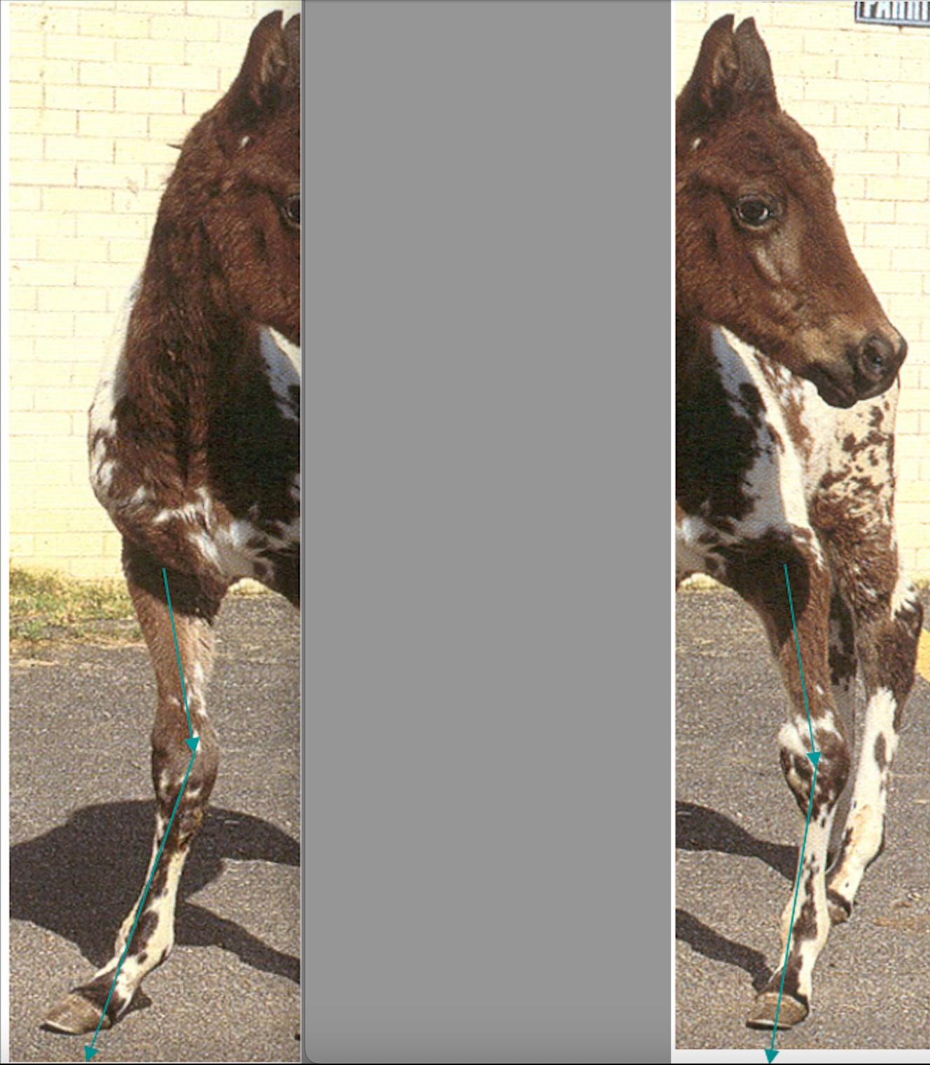 <p>deviation of the limb from its normal axis in the frontal plane, poorly understood but likely multifactorial, can be congenital or acquired</p><p>1) valgus - lateral deviation of limb distal to location of deformity, often also splay footed or toed out</p><p>2) varus - medial deviation of limb distal to location of deformity, also often pigeon toed</p><p>most common site of angular limb deformity is the CARPUS (also seen in fetlocks and tarsus)</p>