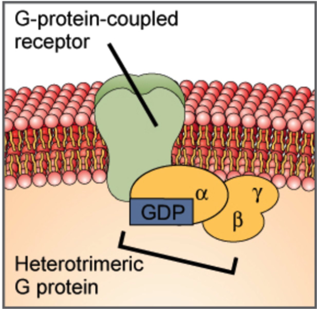 <p>receptor proteins</p>