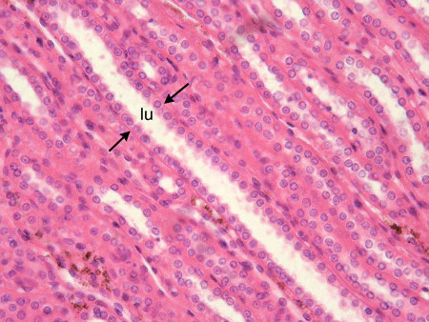 <p>kidney tubules</p><p>liver</p><p>thyroid, mammary, and salivary glands</p>