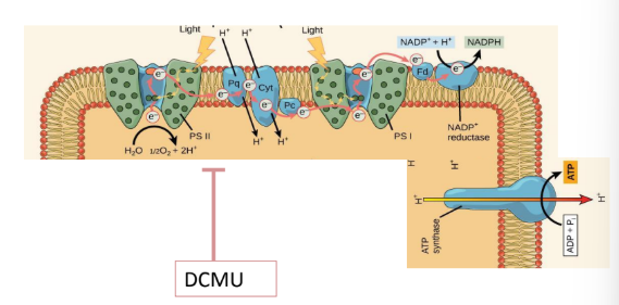 <p>-specifically inhibits the flow of electrons from PSII, thereby disrupting photosynthesis in the chloroplast&nbsp;</p><p>-Result:</p><p>No ATP or NADPH from photosynthesis.</p><p>No oxygen evolution.</p><p>The cell can still respire in mitochondria, so it can survive in the dark or in light using respiration, but overall growth slows since carbon fixation is impaired.</p>
