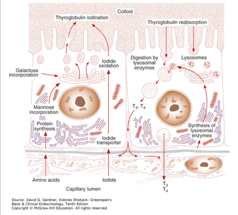 <ol><li><p><span style="color: rgb(0, 0, 0);"><span>Iodide trapping: Active transport of iodide across the basement membrane into the thyroid cell with Na+</span></span></p></li><li><p><span style="color: rgb(0, 0, 0);"><span>Oxidation of iodide (TPO) & iodination of tyrosyl residues in TG </span></span></p></li><li><p><span style="color: rgb(0, 0, 0);"><span>Coupling: Linking pairs of iodotyrosine molecules within TG → form iodothyronines T3 and T4</span></span></p></li><li><p><span style="color: rgb(0, 0, 0);"><span>Pinocytosis & then proteolysis of TG with release of free iodothyronines & iodotyrosines into the circulation</span></span></p></li><li><p><span style="color: rgb(0, 0, 0);"><span>Deiodination of iodotyrosines within the thyroid cell (with conservation & reuse of the liberated iodide)</span></span></p></li><li><p><span style="color: rgb(0, 0, 0);"><span>Intrathyroidal 5′-deiodination of T4 to T3</span></span></p></li></ol><p></p>