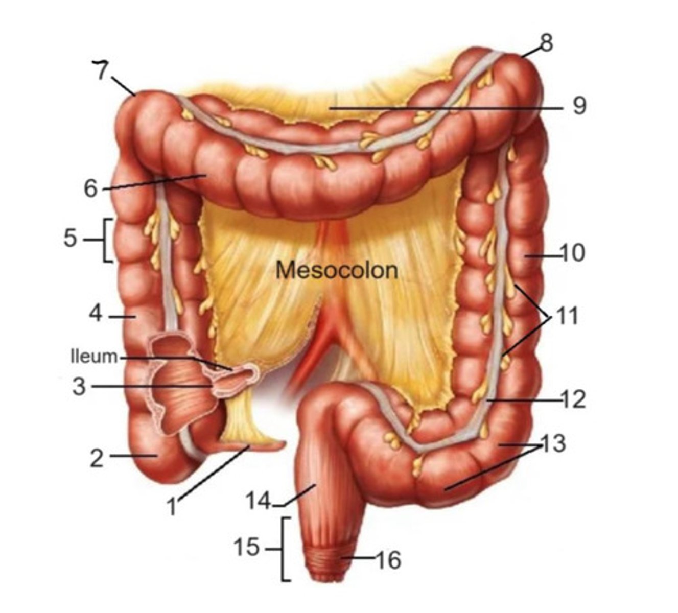 <p>8</p>