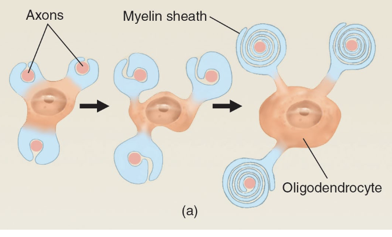 <ul><li><p>Manufactures myelin in CNS</p></li><li><p>1 cell produces <u>many</u> myelin sheaths</p></li></ul><p></p>