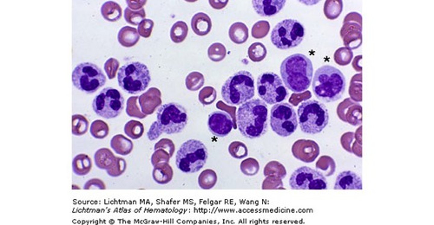 <p>increase in neutrophils</p>