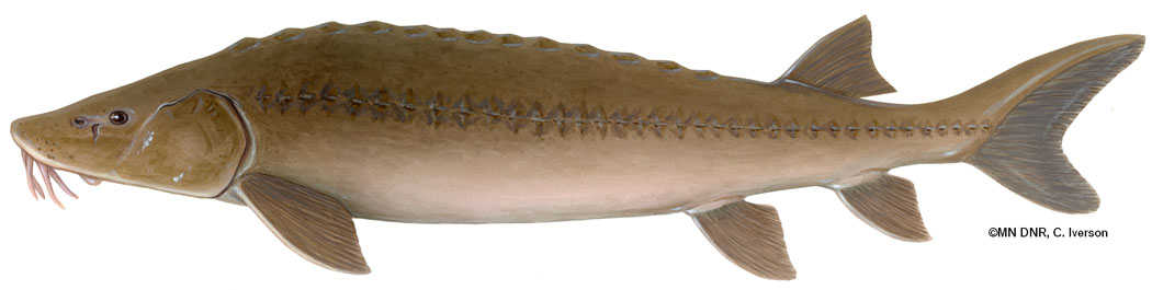 <p><span><span>This species occurs in the </span></span>Mississippi River<span><span> </span></span>drainage basin<span><span> south to Alabama and Mississippi and east to the French Broad River in western North Carolina. It occurs in the </span></span>Great Lakes<span><span> and the </span></span>Detroit River<span><span>, east down the </span></span>St. Lawrence River<span><span> to the limits of fresh water. In the west, it reaches </span></span>Lake Winnipeg<span><span> and the </span></span>North Saskatchewan<span><span> and </span></span>South Saskatchewan<span><span> Rivers. In the north, it is found in the </span></span>Hudson Bay Lowland<span><span>. In the east, the species lives in </span></span>Lake Champlain<span><span> and in some Vermont rivers, including the Winooski, Lamoille and Missisquoi rivers, and Otter Creek.</span></span></p>