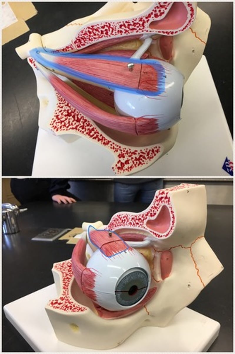 <p>an eye muscle, controlling the eye as it moves up.; It is one of the extraocular muscles. It is innervated by the superior division of the oculomotor nerve (Cranial Nerve III). Connects to the sclera muscle.</p>