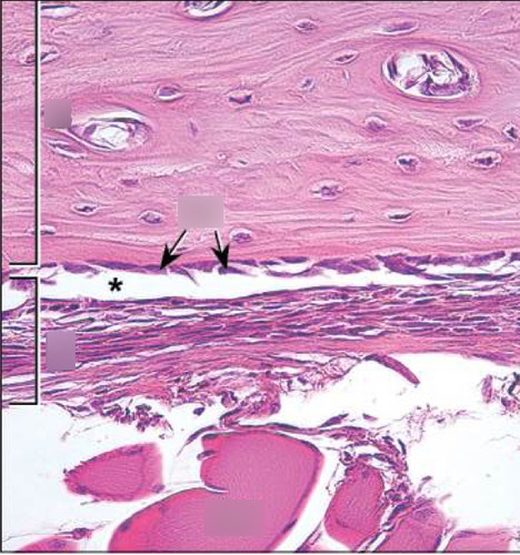 <p>A thin, tough layer of tissue that covers the outside of bones. It protect the bone, provides nutrients, and supports bone growth and repair.</p><p>-outer layer: fibrous layer</p><p>-inner layer: cellular layer</p>