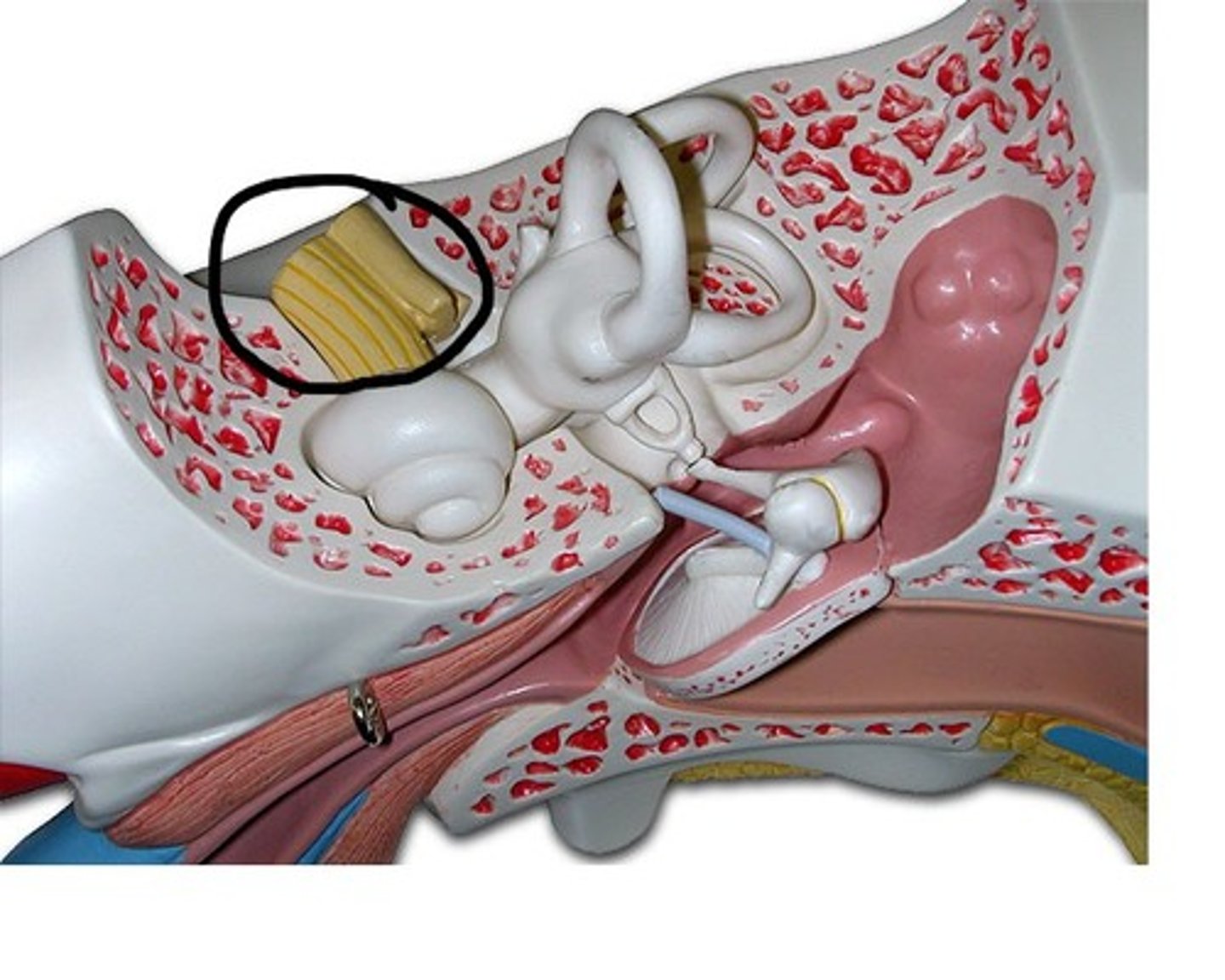 <p>Sensory for hearing and balance; enters skull through internal acoustic meatus</p>
