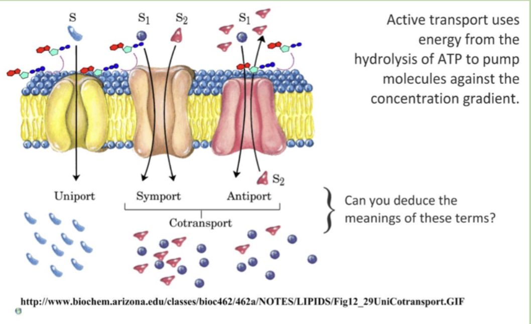 <p>antiport, molecules moving in different directions</p><p></p>
