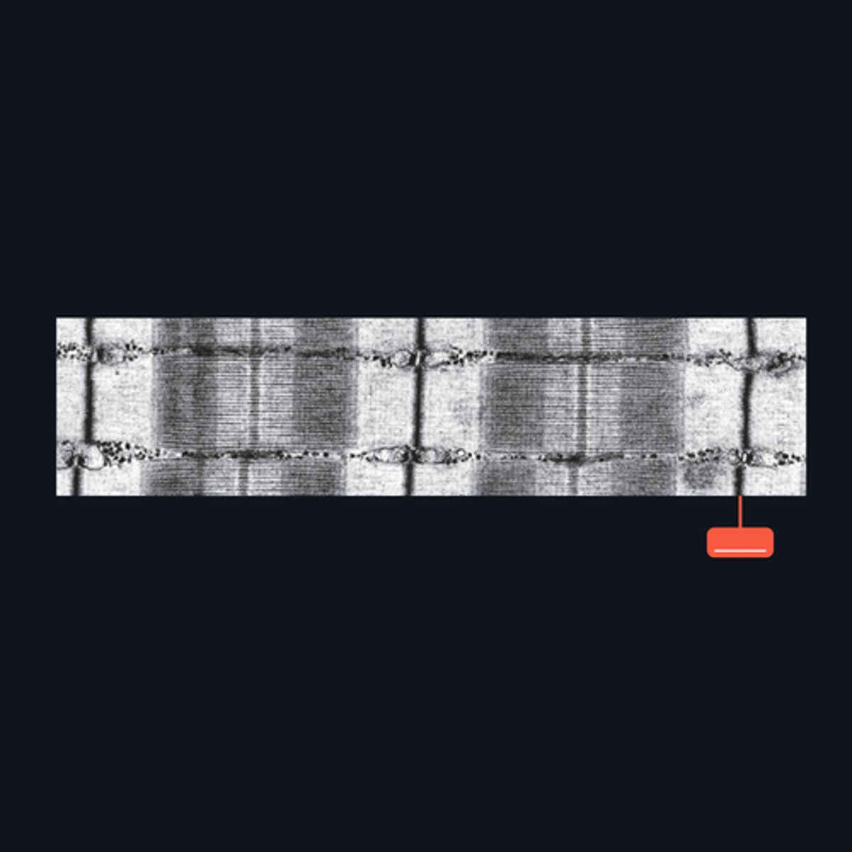 <p>Identify the structure</p>