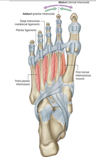 <p>Plantar interossei</p>