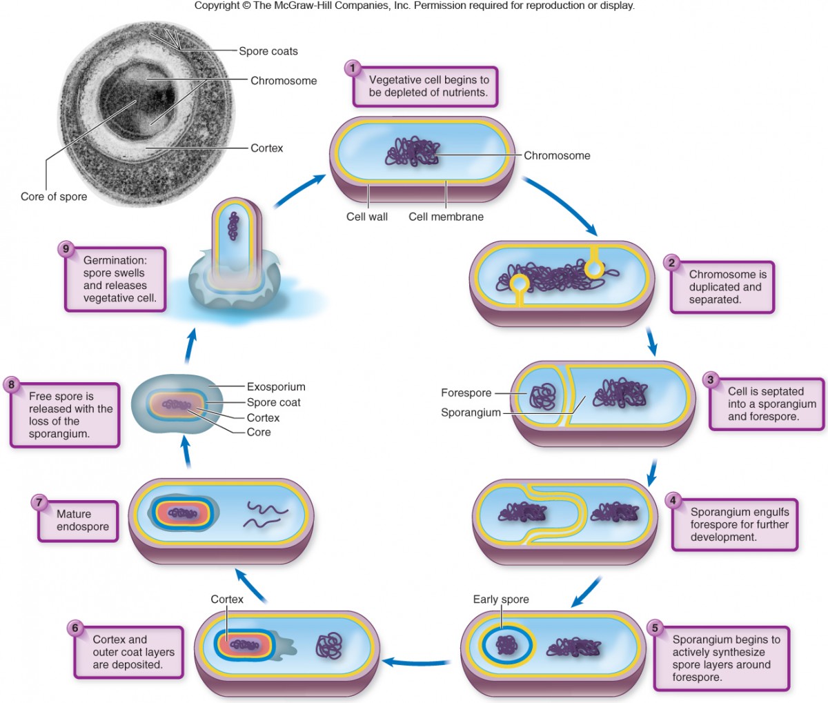 <p>Highly resistant, dormant structures formed inside certain bacteria (only gram-positive) as a survival mechanism against harsh environmental conditions like heat, radiation, and starvation</p>