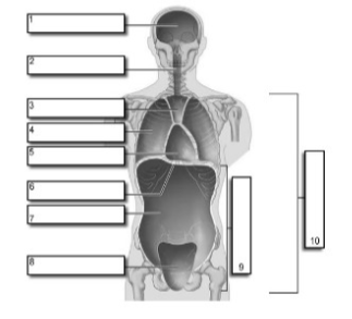 <p>cavity 2</p>
