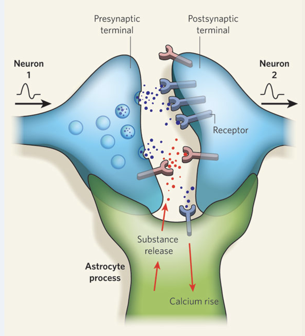 <p>a synapse composed of 3 elements; a presynaptic neuron (1), post-synaptic neuron (2), and astrocyte process on the two</p>