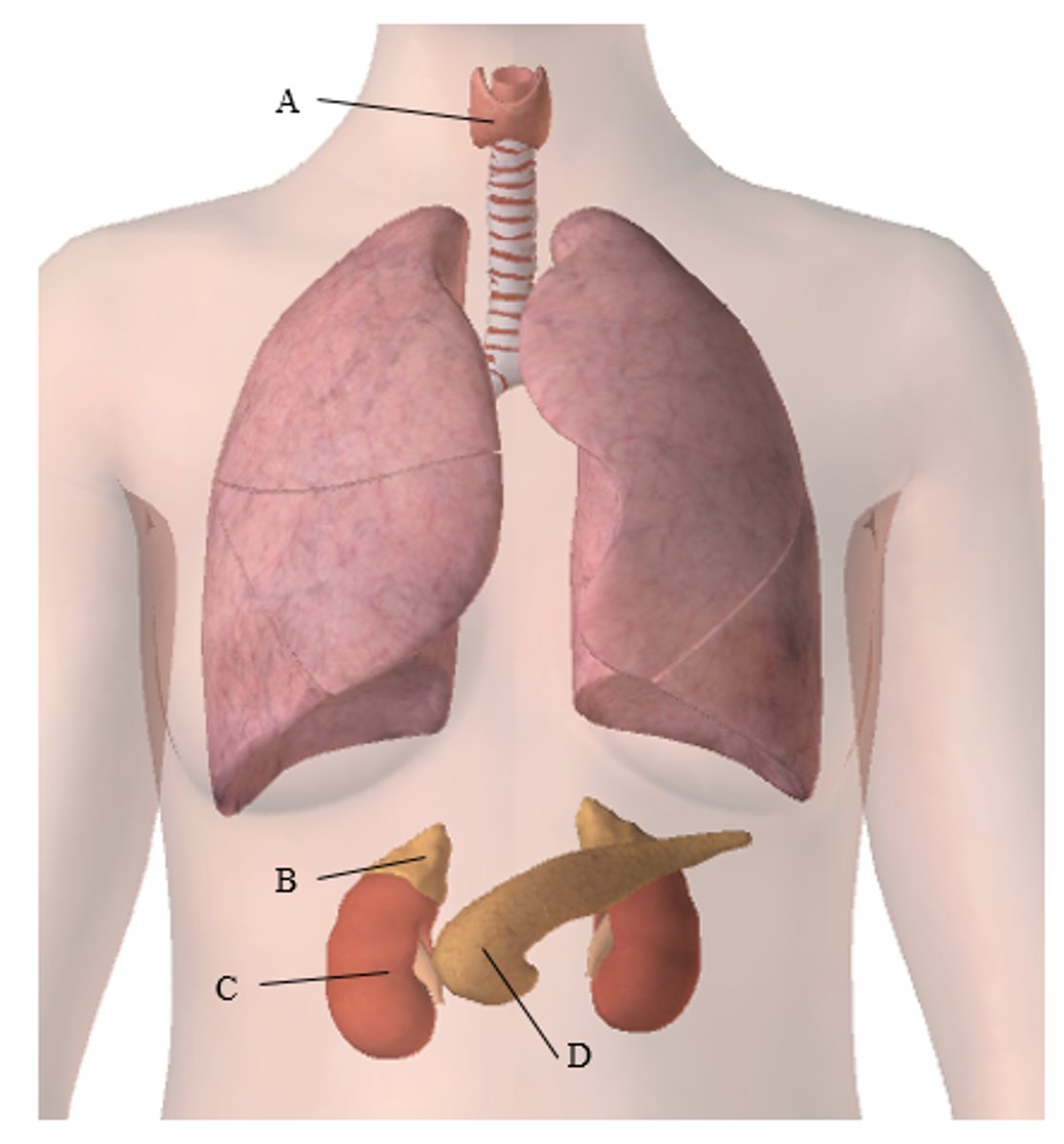 <p>A. thyroid gland</p><p>B. adrenal gland</p><p>c. kidney</p><p>d. pancreas</p>