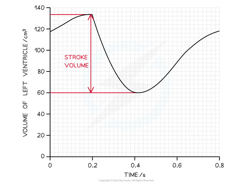 <p>volume of blood pumped out of left ventricle in one cardiac cycle</p>