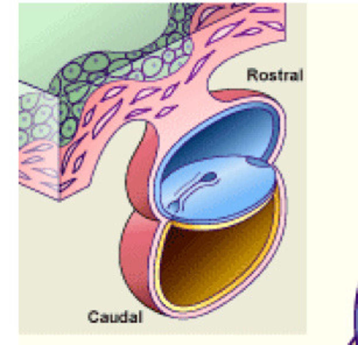 <p>toward the tail</p>