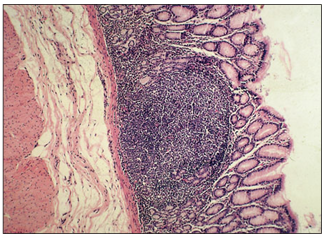 <p>name of histologic slide:</p><p>Specie:</p><p>Stain used:</p>