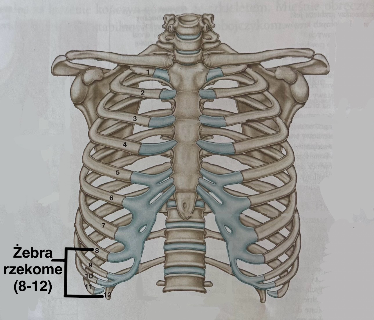 <p>Costa spuriae</p><p>Te żebra nie mają bezpośredniego połączenia z mostkiem</p>