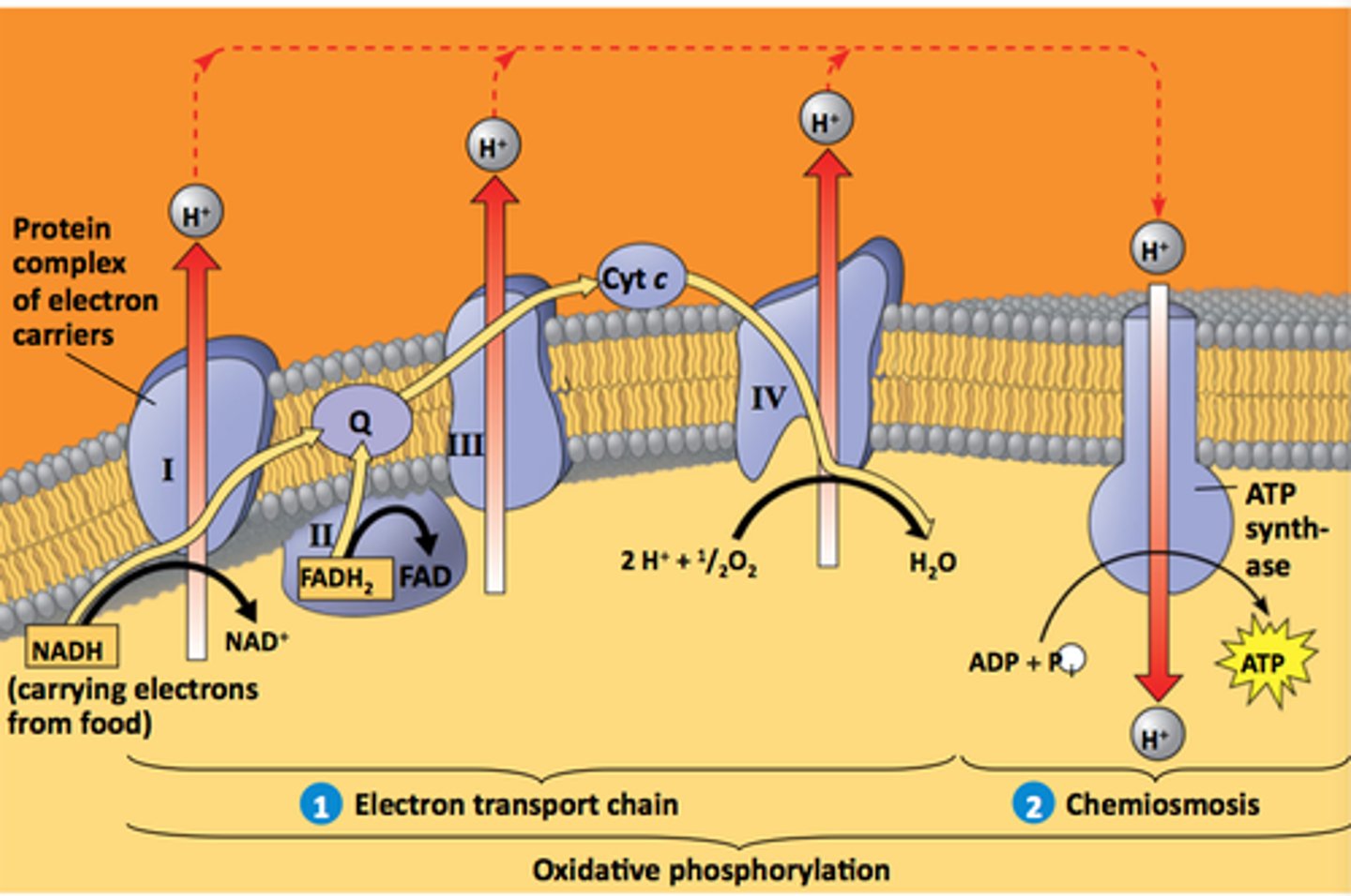<p>A process for synthesizing ATP using the energy of an electrochemical gradient and the ATP synthase enzyme.</p>