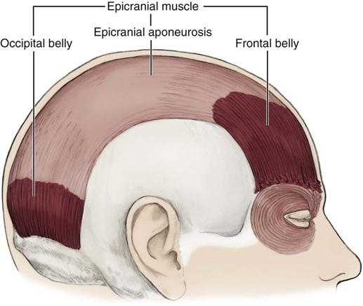 <p>Origin: epicranial aponeurosis</p><p>Insertion: Skin of eyebrow and root of nose</p><p>Action: with aponeurosis fixed it raises eyebrows</p>