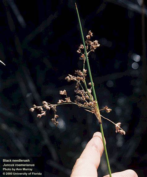 Black needle rush
