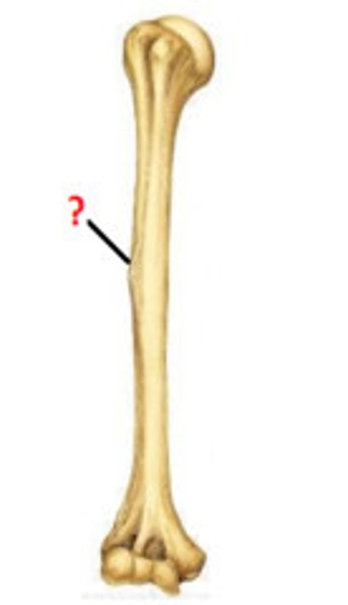 <p>raised area on lateral surface of humerus to which deltoid muscle attaches</p>