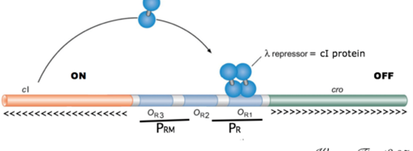 <p>protein that causes repression of lytic events, represses cro protein</p>