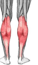 <p>origin: <span style="font-family: Calibri, sans-serif">medial and lateral condyles of femur</span></p><p><span style="font-family: Calibri, sans-serif">insertion: posterior calcaneus </span></p><p><span style="font-family: Calibri, sans-serif">function: lowers sole of foot </span></p>