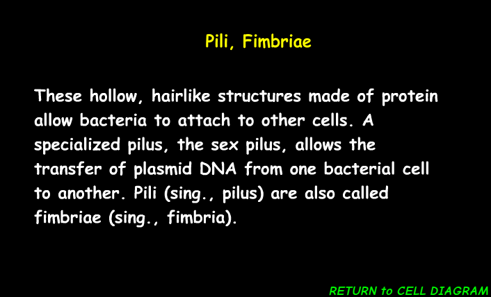 <p><span><span>Pili and fimbriae are hair-like appendages on bacterial cells that primarily function in </span></span><mark data-color="unset" style="background-color: unset; color: inherit;">adhesion to surfaces, host tissues, and other cells</mark></p>
