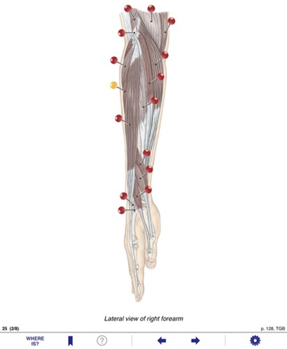 <p>Name the muscle at the yellow pin</p>