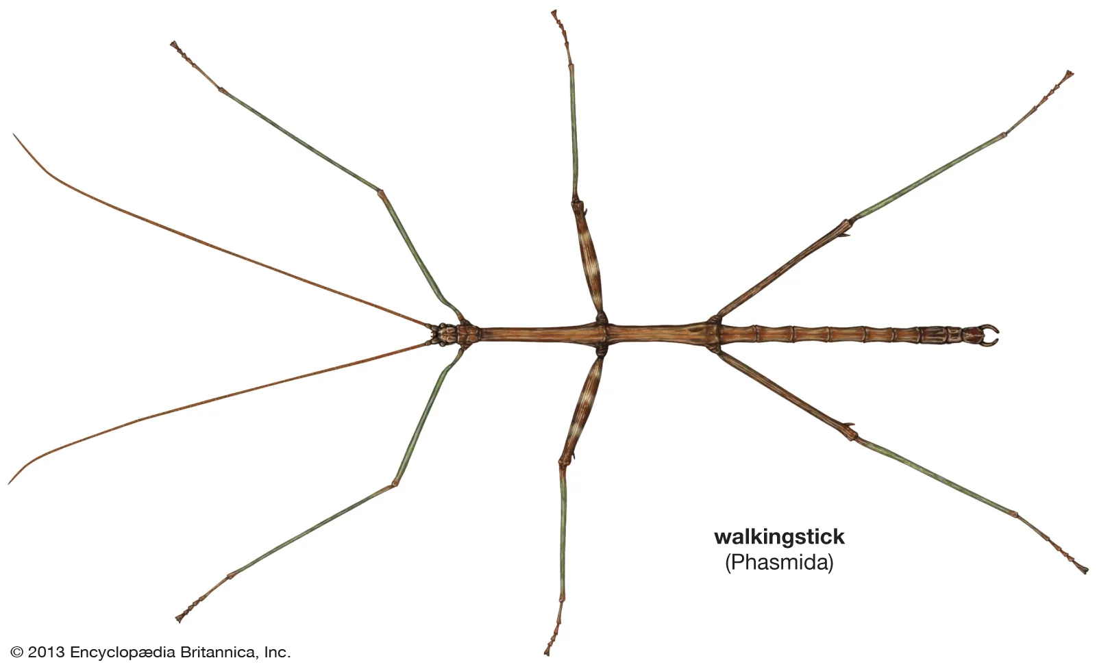 <p>walkingsticks</p>