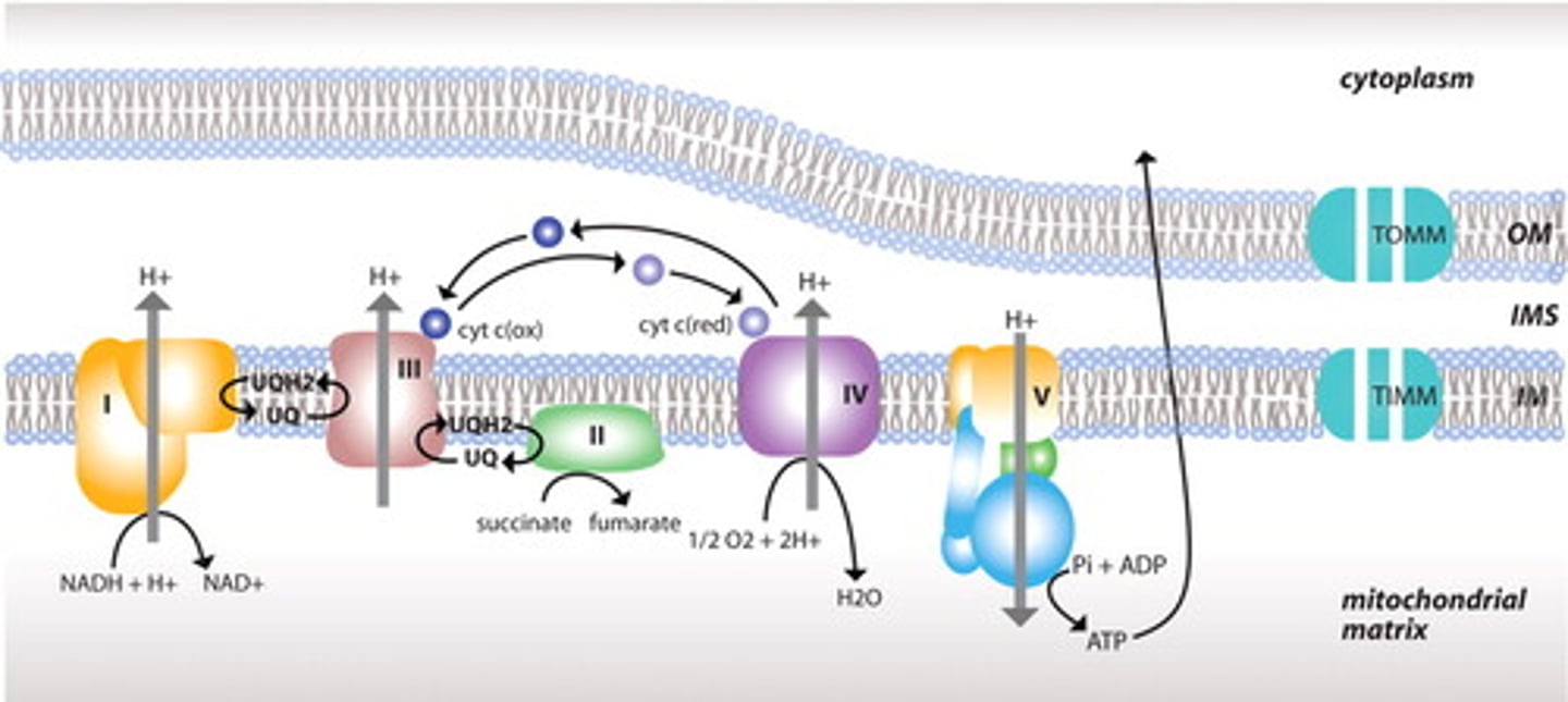 <p>The Outer Mitochondrial membrane has many large pores, allowing ions and small proteins to move freely, including electron carriers.</p><p>The Inner Mitochondrial Membrane is much less permeable, requiring the integral proteins that are part of the Electron Transport Chain and ATP Synthase for the passage of ions to occur.</p>
