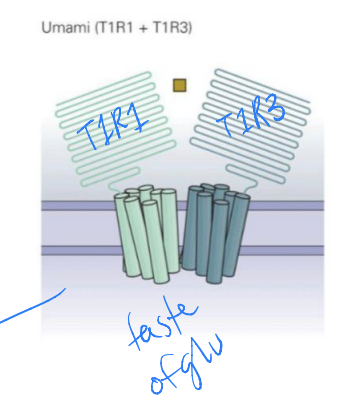 T1R1/T1R3 and GPCR and type II