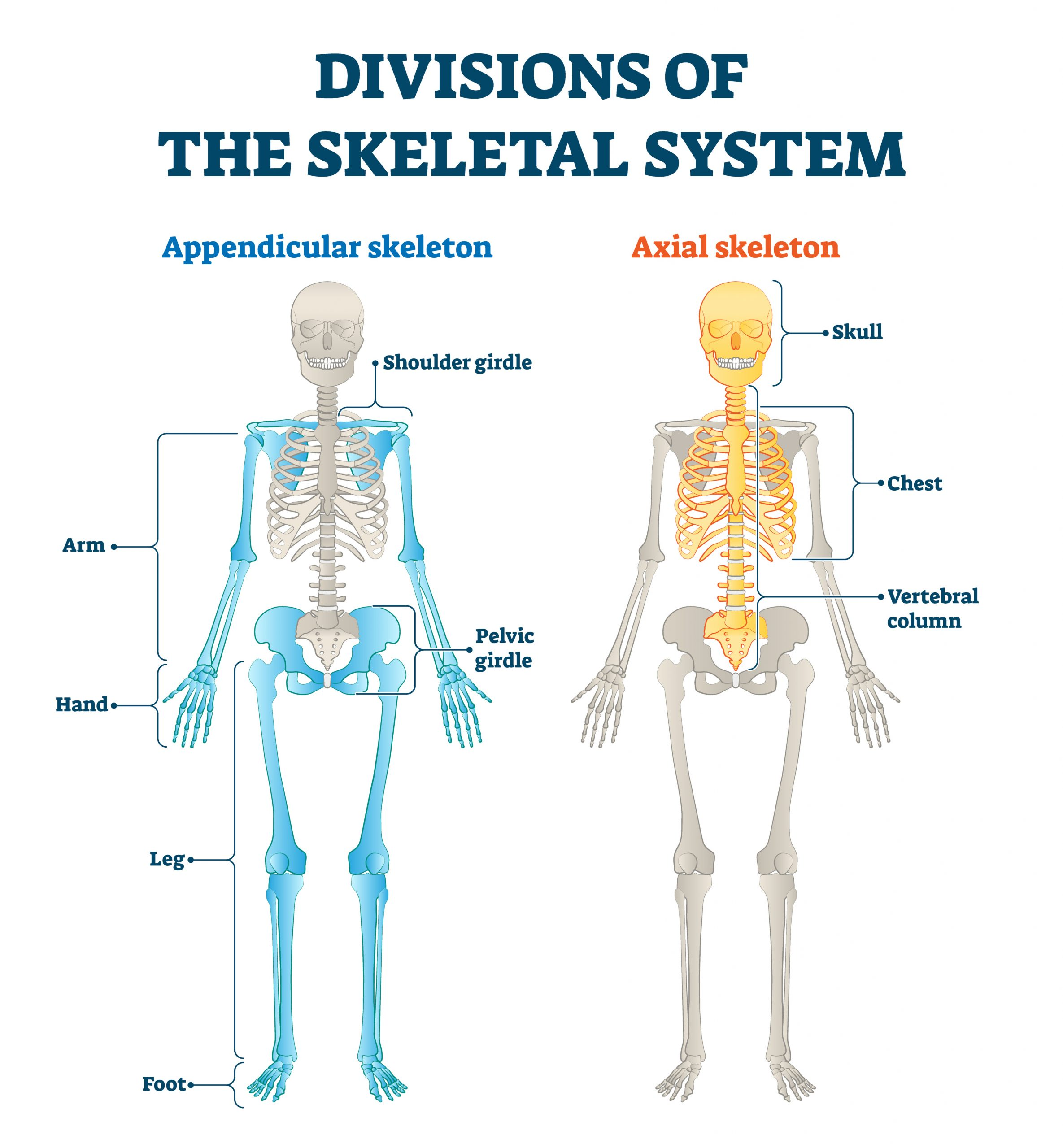 <p>The two main skeletons are the <strong>axial and appendicular.</strong></p>