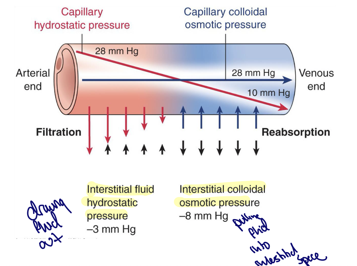 <p>Starling forces govern fluid across a capillary membrane</p><p>fluid between the capillaries and interstitial space is balanced by:</p><ul><li><p>Capillary hydrostatic pressure - pushes fluid out (filtration)</p></li><li><p>Capillary Colloid Osmotic Pressure(CCOP) - pull fluid in w/proteins (reabsorbs)</p></li></ul><p>Also influenced by interstitial pressures: hydrostatic and colloid osmotic&nbsp;</p><p>Net effect = the effect of the hydrostatic and the osmotic&nbsp;</p><ul><li><p>@ venous reabsorption because Oncotic&gt;Hydrostatic - why oxygen and nutrients are delivered to tissues from the blood&nbsp;</p></li><li><p>@arteria ends filtration because Hydrostatic&gt;Oncotic -how waste products and CO2 return to blood stream</p></li></ul><p></p>