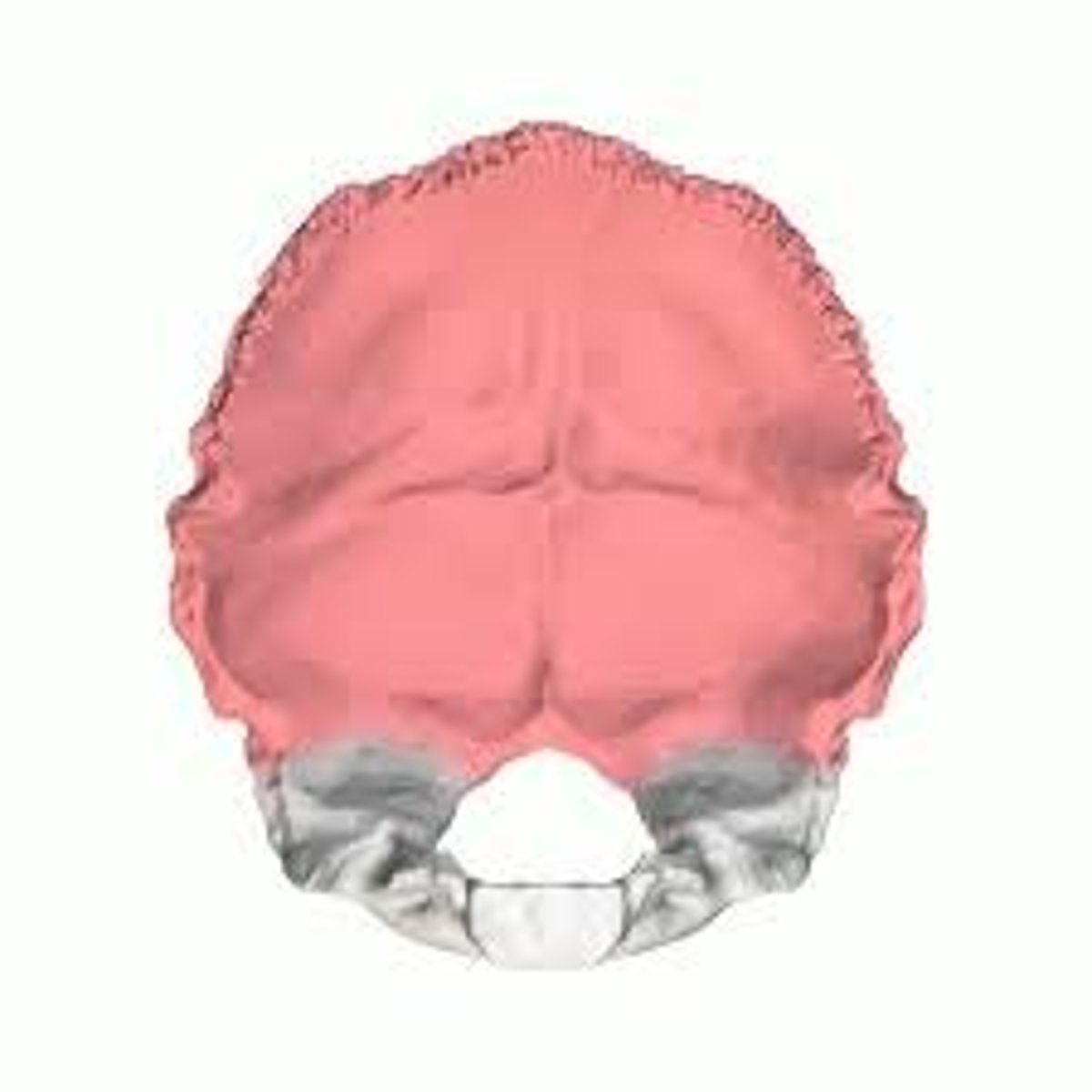 <p>largest portion, large plate of bone posterior and superior to the foramen magnum</p>