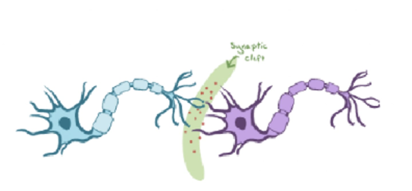 <p>neuromuscular junction</p><p>- single AP in motoneuron causes single AP in muscle fiber</p>