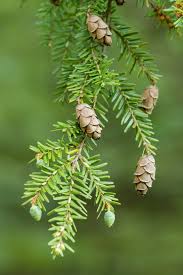 <p>Scientific name</p>