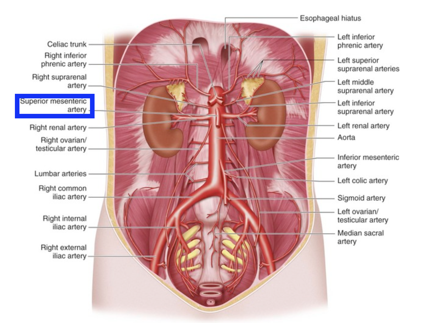 knowt flashcard image