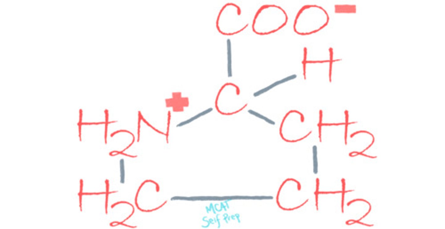 <p>Proline's amino group is a secondary instead of primary amino group. The R group of Proline is bound to the amino group, forming a ring.</p><p>Struggling with the one-letter abbreviations, three-letter abbreviations, structures, and the essential properties of Amino Acids? Learn how to conquer any Amino Acid MCAT question using Andrew's Amino Acid Mastery Course @ https://mcatselfprep.com/course/andrews-amino-acid-mastery-course/</p>