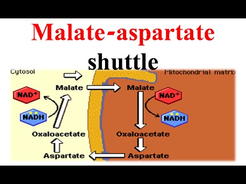 <p>since NADH cannot cross into the mitochondrial membrane, this shuttle uses malate and aspartate as intermediates to move the reducing equivalents (electrons) into the mitochondrial matrix to generate ATP via OP</p>