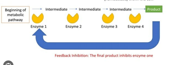 <ul><li><p><span>A product of a reaction acts as a regulator of the reaction&nbsp;</span></p></li><li><p><span>Used by cells to control metabolic pathways involving series of reactions&nbsp;</span></p></li><li><p>If the product accumulates in excess, its effect as an inhibitor automatically slows or stops the enzymatic reaction that produces it.</p></li><li><p>If the product is scarce, the inhibition is reduced, and the rate of the reaction increases.</p></li><li><p><span>Product formed later in sequence allosterically inhibits the enzyme catalyzing the first reaction of the pathway&nbsp;</span></p></li><li><p><span>Each reaction catalyzed by specific enzyme&nbsp;</span></p></li></ul><p></p>