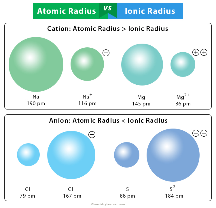 <ul><li><p>If an atom loses electrons the radius of the <mark data-color="red">cation is smaller</mark> than the parent atom, as electrons have been lost from the outermost energy level. The remaining electrons are strongly attracted to the nucleus, as the number of protons in the nucleus is now greater than the electrons around the ion.</p></li><li><p>If an atom gains electrons to form an <strong>anion</strong>, the <mark data-color="red">radius is larger</mark> than the parent atom. This is due to increased repulsion between the increased number of electrons and a lesser attraction of the protons for the increased number of electron.</p></li></ul>