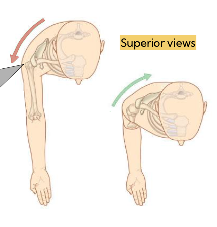 <p>identify the transverse plane movement</p>