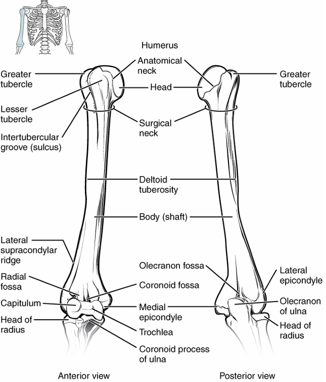 <p>head → top, articulates w/ shoulder</p><p>deltoid tuberosity → attachment site for deltoid</p><p>medial epicondyle → bottom projection of bone on inside (in anatomical), w/ ulna</p><p>lateral epicondyle → bottom projection of bone on outside, w/ radius</p><p>trochlea → articulates w/ ulna</p><p>capitulum → articulates w/ radius</p><p>olecranon fossa → groove on back where ulna comes up into</p><p></p>