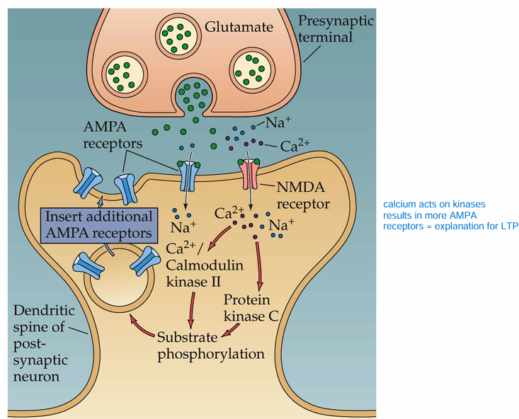 <p>activated NMDA receptor recruits kinases which phosphorylate substrates act lead to insertion of AMPA receptors</p>