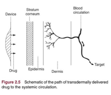 <p>tough definition, usually means local effects but not always. examples are eye, ear, nose, skin, lung (sometimes). absorptive barrier (resp mucosa or skin epidermis), may be absorbed into mucosa/skin alone or through to deeper layers including plasma. variation in absorption with: drug lipophilicity, SA for application, vehicle/base, hydration and thickness of skin. <strong>A:</strong> high local conc, low systemic effect. <strong>D: </strong>low onset, local reaction, limited drugs, systemic effects may lead to local tissue destruction</p>