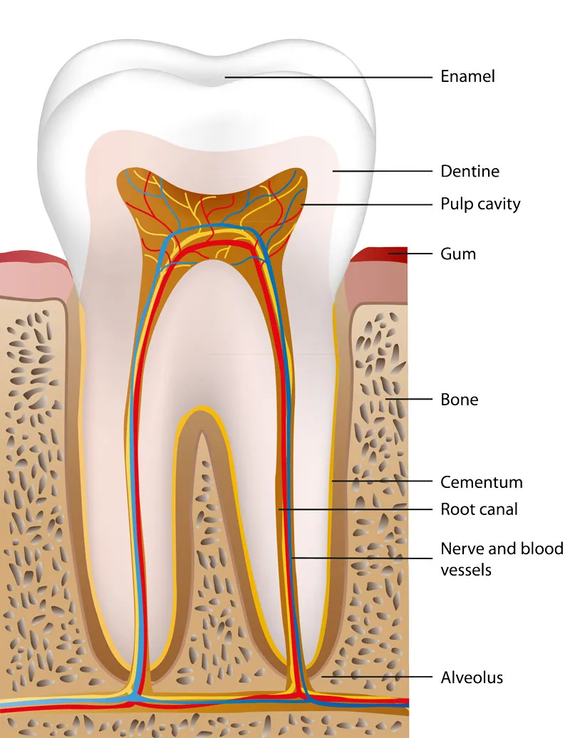 <p>The material that holds a tooth in the gums. </p>
